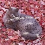 Deborah VanMeter - @_rescue_cat_lover - Instagram