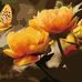 Debra Vanmeter - Facebook
