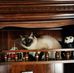 Debbie Vansickle - Facebook