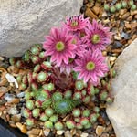 Deborah Vella - @pottyasmypots - Instagram