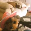 DeborahfVioletHg2_3Aj - @anastasiaglenb_ypsn - TikTok