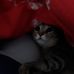 Deborah Vitale - Facebook