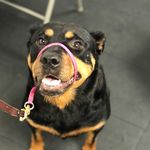 Deborah Vitale - @pawsitiveperformance - Instagram
