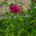 Debra Walmsley - Facebook