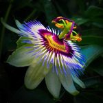 Deborah Weir Phillips - @alohaheartandsoul - Instagram