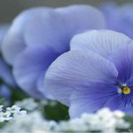 Deborah Whelan - @bee11garden - Instagram