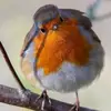 deborahwing - @deborahwing - TikTok