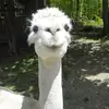 Deborah Wright - @deborahwright37 - TikTok
