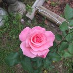 Debra Aaron - @dja626 - Instagram