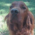 Deb Altizer - @debdognut - Instagram