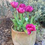 Debra Andrews - @debraandrews177 - Instagram