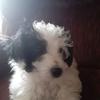 Debra Applegate Prosise - @debraapplegatepro - TikTok