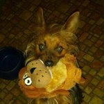 Debra Archer - @sittingwolf8 - Instagram