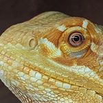 Debra Archer - @aminyabeardeddragons - Instagram