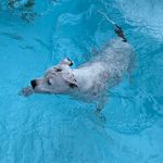 Debra Ash Martin - @skye_the_wonder_dog - Instagram