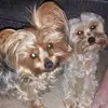 Debra Washburn - @debrawashburn - TikTok