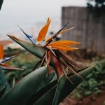 Deborah Atwell - @ghelfihadiadb - Instagram