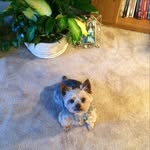 Debbie Ault - @debra.ault.35 - Instagram