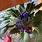 Debbie Dietz Barth - @debrabarth - Instagram