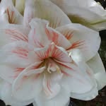 Debra Batiste - @debra.batiste.94 - Instagram