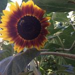 Debra Bean - @debra63 - Instagram