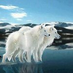 Debra Wolf Spirit Bean - @b.debra - Instagram