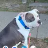 Debra Beard "AKA" Lovebug - @proudpittbullmommy74 - TikTok