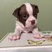 Debra Boston - Facebook