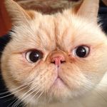Debra Bourgeois - @wilydear1 - Instagram