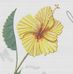 Deborah Buffington - Facebook