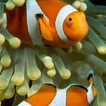 Debra Call - @debra.call.fish - Instagram