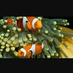 Debra Call - @debracallfish - Instagram