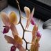 Debra Carrier - Facebook