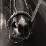 Debra Coleman - @stabledoorimages - Instagram
