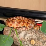Debra Corn Snake - @debra_cornsnake - Instagram