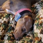 Debra Cassilli Cottrell - @need_a_bigger_bed - Instagram