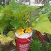 Deborah Craddock - Facebook