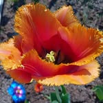 Debra Crowe-Vitale - @naturecat37 - Instagram