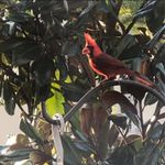 Debra Priest Crumley - @debracrumley59 - Instagram