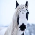 Debra Landgren Cullen - @debracullen55 - Instagram