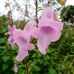 Debra Dearing - Facebook