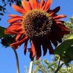 Debra Denton Apple - @dapple5479 - Instagram