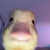 jensen - @debradibble1 - TikTok