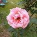 Debra Dorris - Facebook