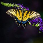 Debra Downs - @debra.downs - Instagram