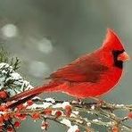 Debra Emerson - Facebook
