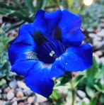 Debra Ferrell - Facebook