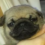 Deborah Fielding - @deborahs_darling_pugs - Instagram