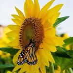Debra Friend - @debfriend8 - Instagram