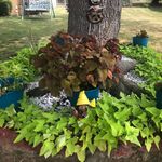 Debra Goodson - @debrak1974 - Instagram